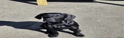 Labrador Retriever dogs for sale: Rocky The Most Handsome Black Lab. in Chippenham - Advert 4