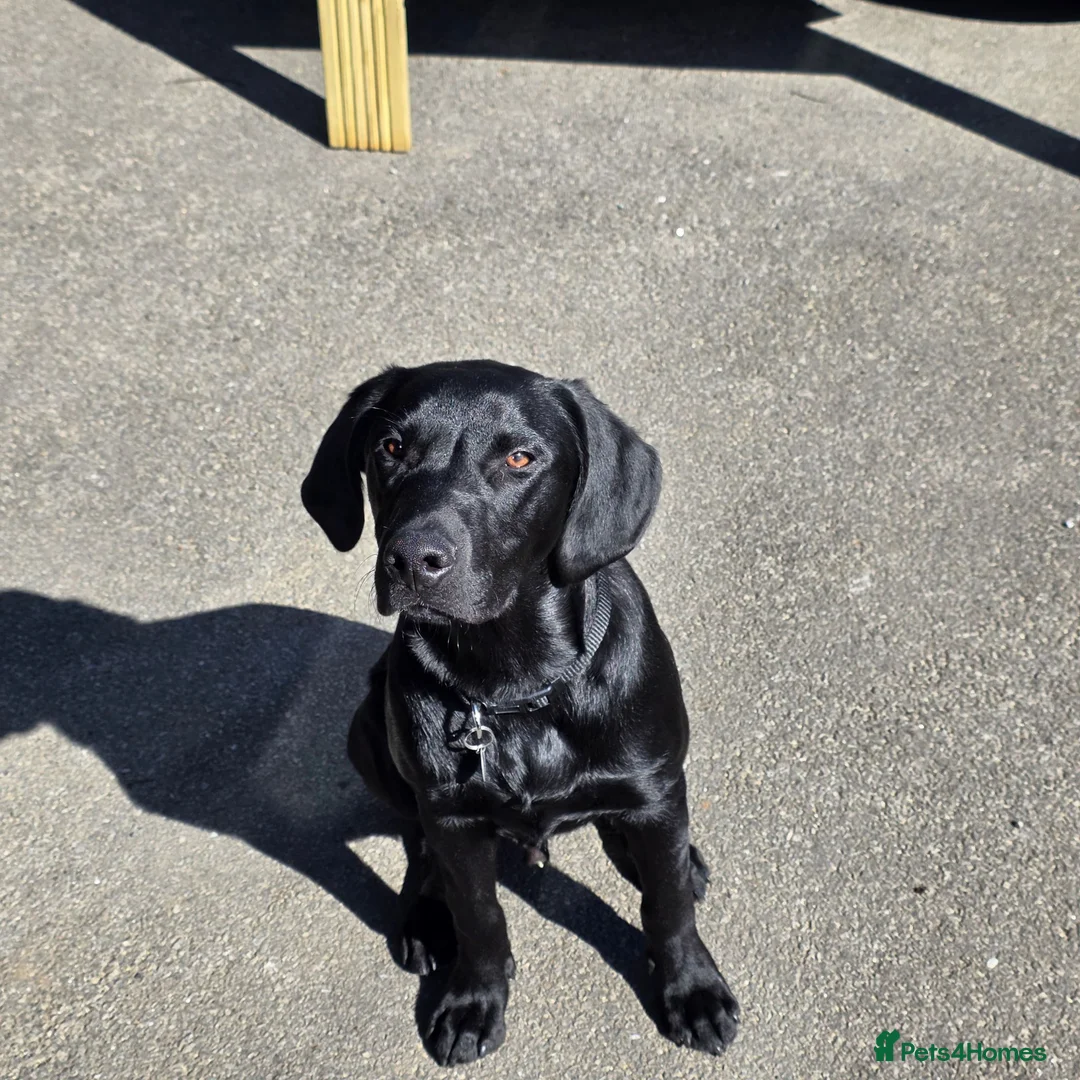 Labrador Retriever dogs for sale: Rocky The Most Handsome Black Lab. in Chippenham - Advert 4