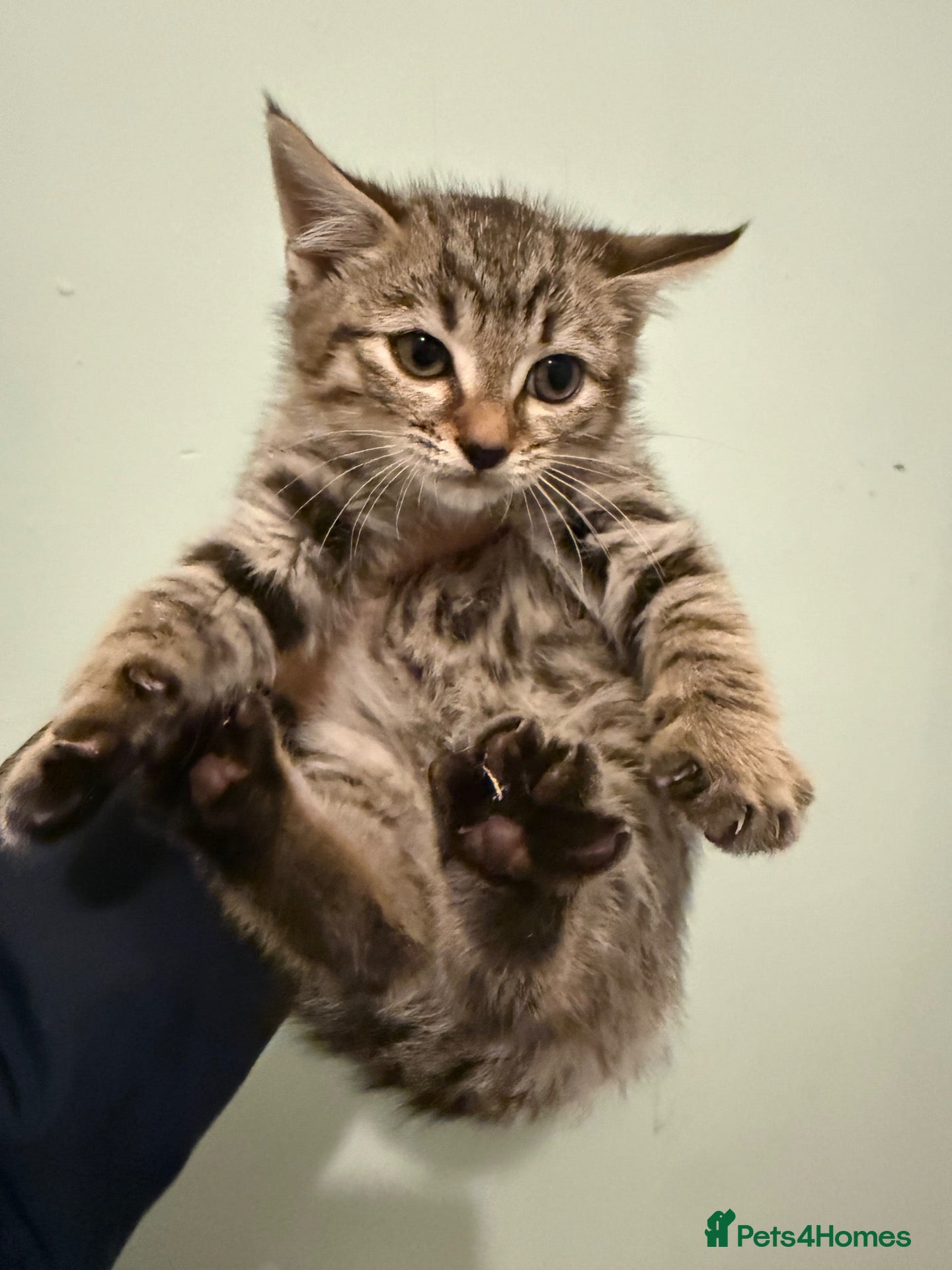 Mixed Breed cats Beautiful kittens looking for their forever homes  - Advert 1