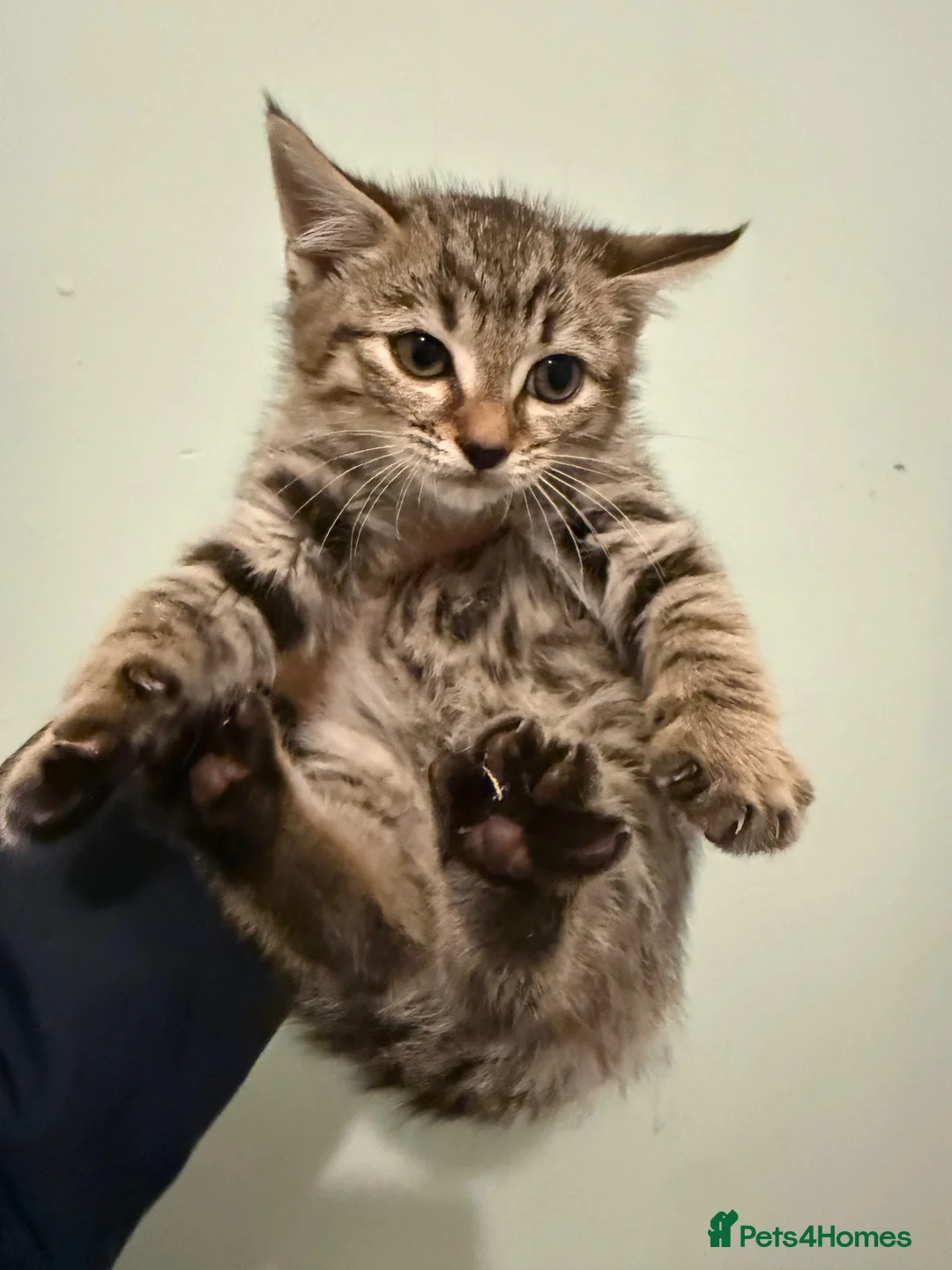 Mixed Breed cats for sale: Beautiful kittens looking for their forever homes  in Blackwood - Advert 1