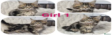 Maine Coon Kitten girl 1