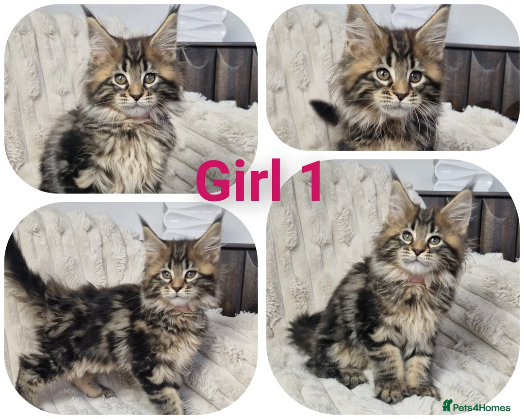 Maine Coon cats for sale:  TICA registered maine coon kittens - Advert 7