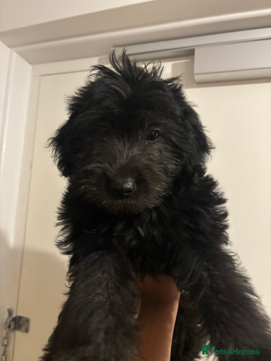 Mixed Breed dogs for sale: Pomeranian x Chihuahua puppies  - Advert 14