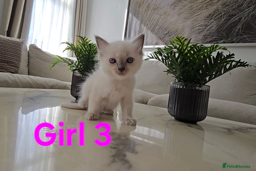 Ragdoll cats for sale: 🤍 Pure Ragdoll Blue Point & Blue Lynx Kittens - Image 8