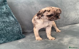 Pug dogs for sale: Pug Puppies  - Image 24