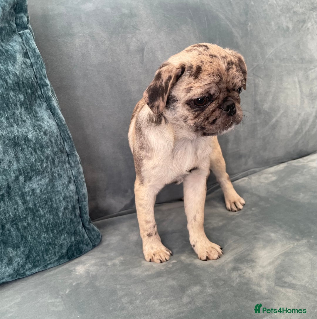 Pug dogs for sale: Pug Puppies  - Image 24