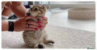 Scottish Fold cats - Advert 7