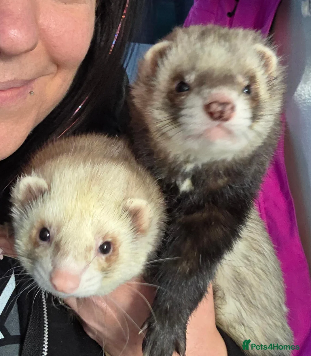 Ferret rodents for sale: Two male ferrets for adoption in Newbury - Advert 6
