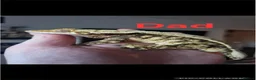 Gecko reptiles for sale: Crested Gecko babies  - Advert 10