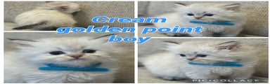 Cream golden point long white boy (blue collar)