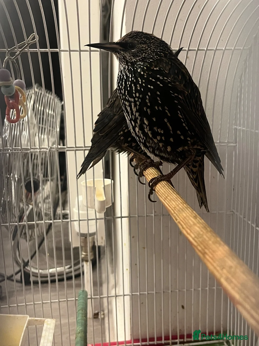 Softbills birds for sale: Common Starling - Advert 2