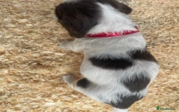 English Springer Spaniel dogs for sale: Working English springer spaniel puppies  - Image 7