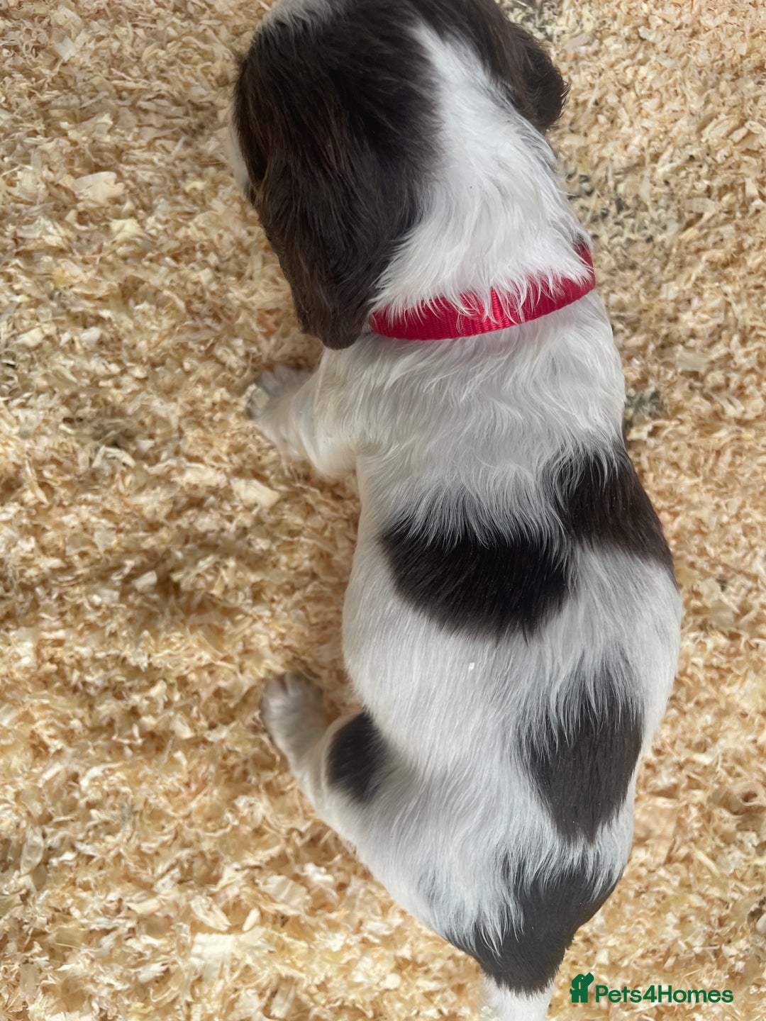 English Springer Spaniel dogs for sale: Working English springer spaniel puppies  - Image 7