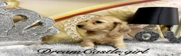 Miniature Dachshund dogs for sale: Ready to leave Kc long coat cream puppies  - Advert 3