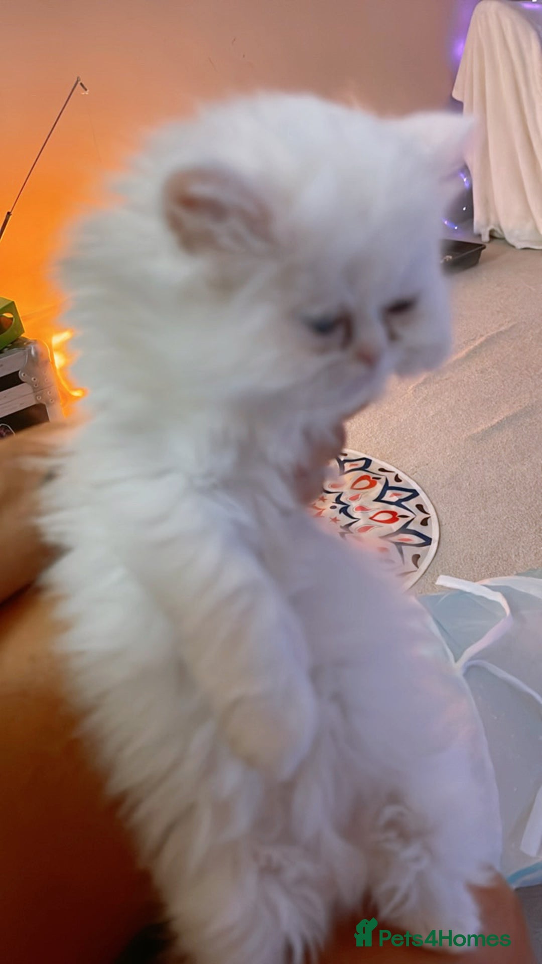 Persian cats for sale: ☆🕯️🏮 🍃Persian doll face kitten - ready now  - Advert 11