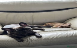 Chihuahua dogs for sale: Chihuahua puppy - Image 3
