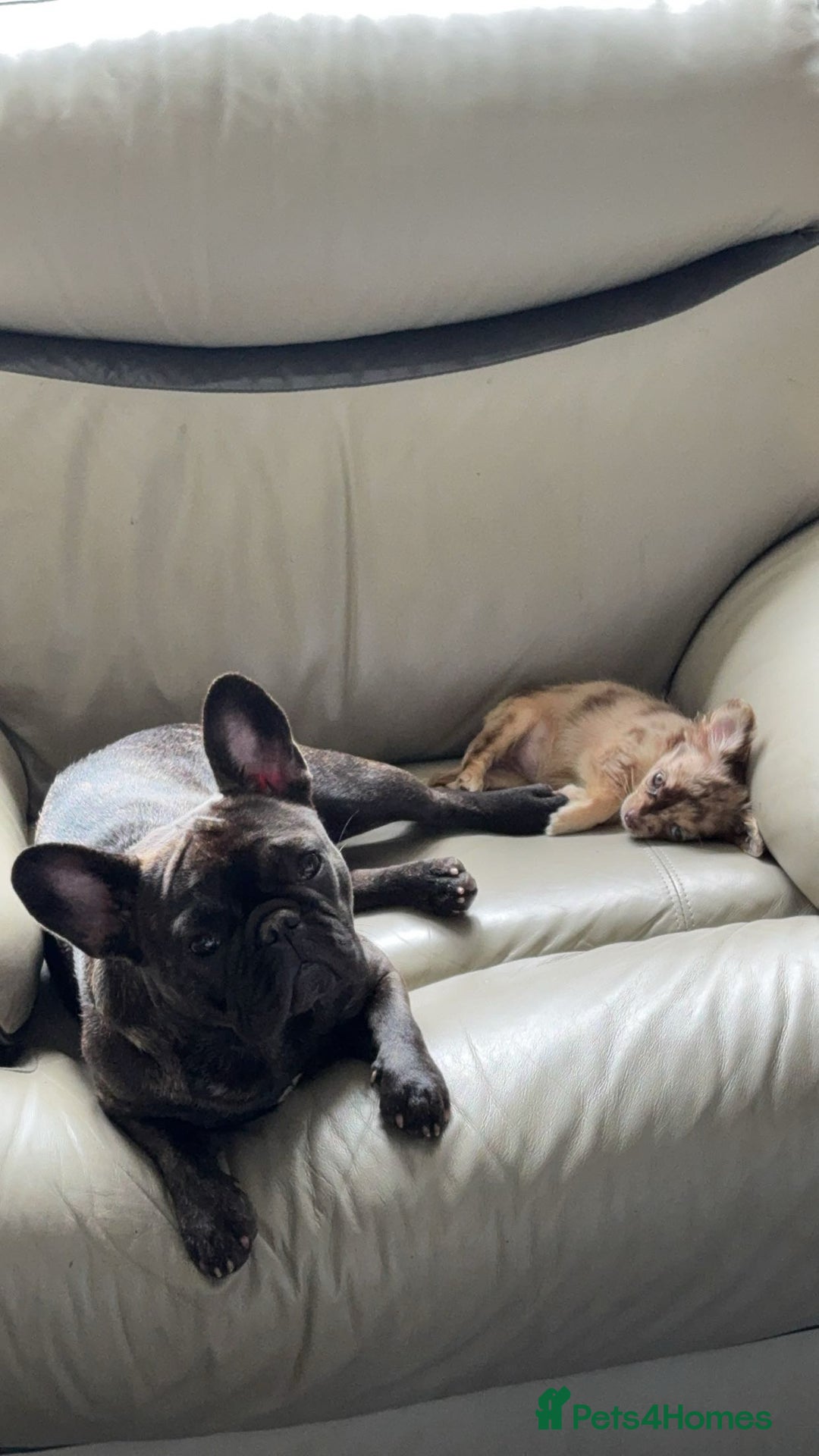 Chihuahua dogs for sale: Chihuahua puppy - Image 3