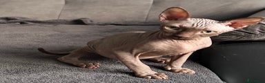 Sphynx Kitten 2