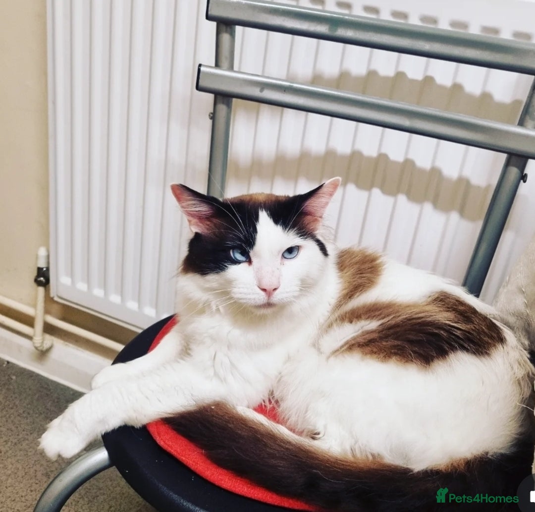 Ragdoll cats for sale: Ragdoll Bicollor kitten - Image 7