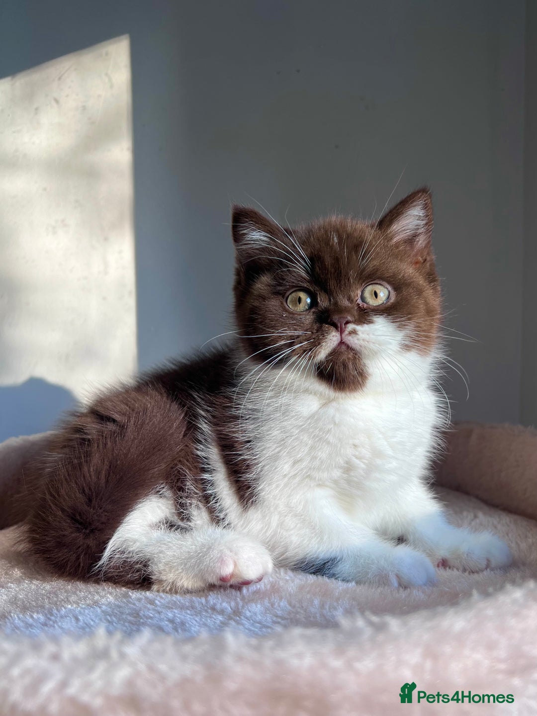 British Shorthair cats for sale: Only one kitten left! Champion lines BSH kittens  - Advert 1