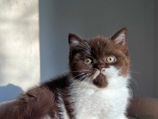 British Shorthair cats Last 2 kittens! Champion lines bi colour kittens - Advert 10