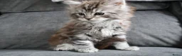 Maine Coon cats for sale: Maine Coon Cross Kittens - Fluffy Grey in Manchester - Advert 9