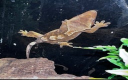 Gecko reptiles for sale: Lizards for rehome  - few to choose from  in Nottingham - Image 12