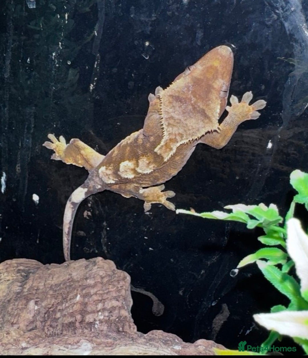 Gecko reptiles for sale: Lizards for rehome  - few to choose from  in Nottingham - Image 12