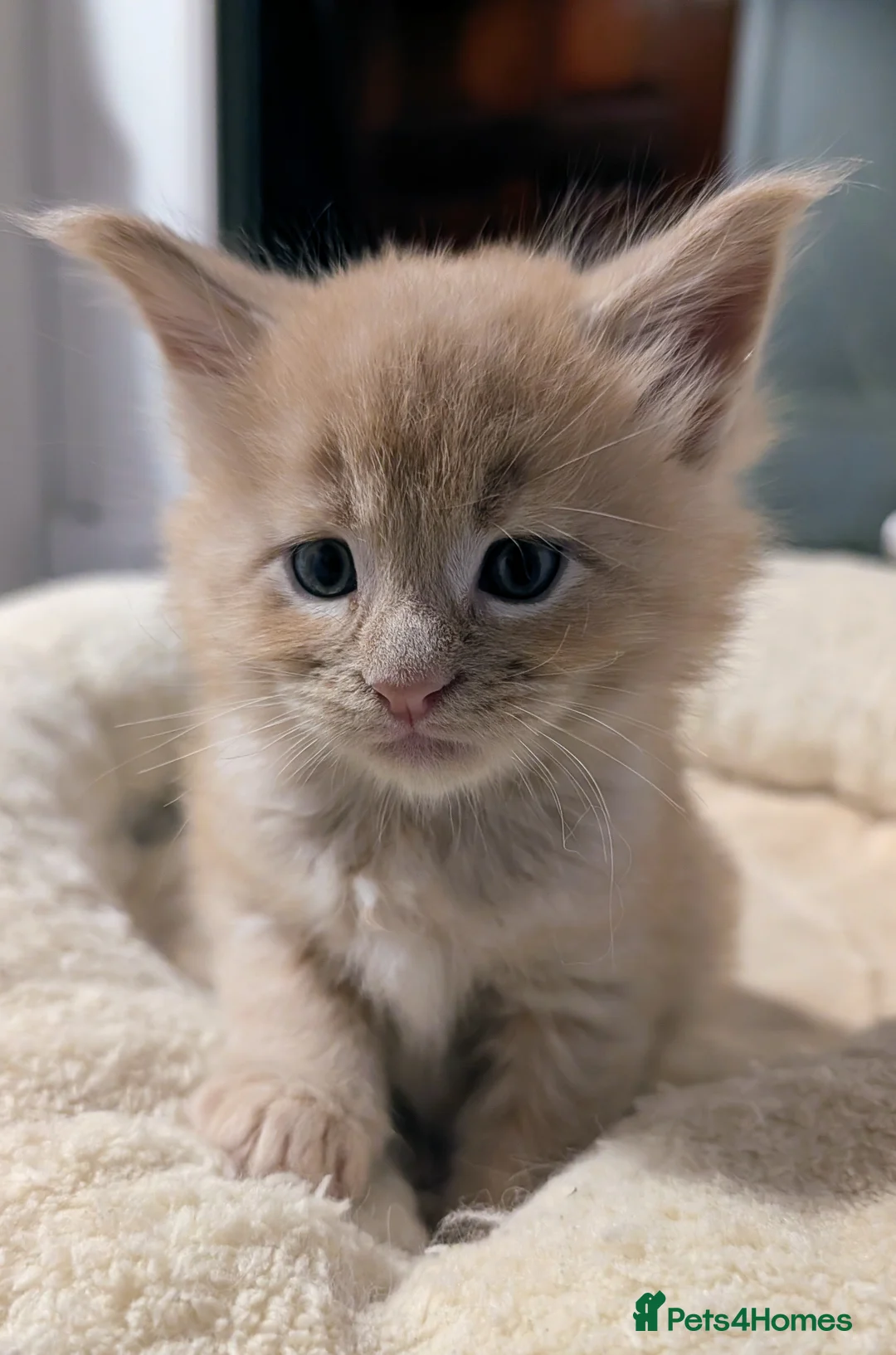 Maine Coon cats for sale: Beautiful Tica Registered Maine Coon Kittens  - Advert 32