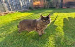 Maine Coon cats for stud: Mr Jasper - Image 2