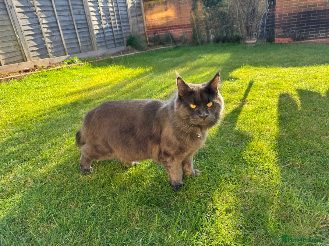 Maine Coon cats for stud: Mr Jasper - Image 2
