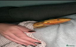 Dragon reptiles for sale: Bearded dragon  - Image 3