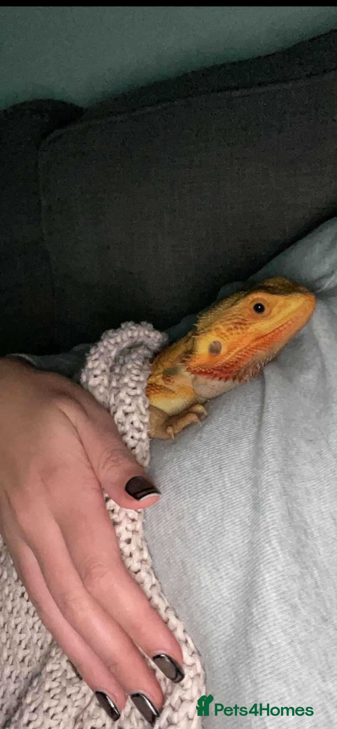 Dragon reptiles for sale: Bearded dragon  - Image 3