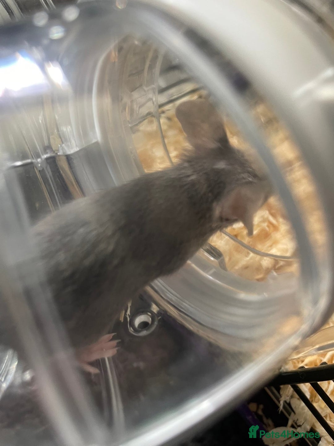 Mouse rodents for sale: Female mice free to good home - Image 5