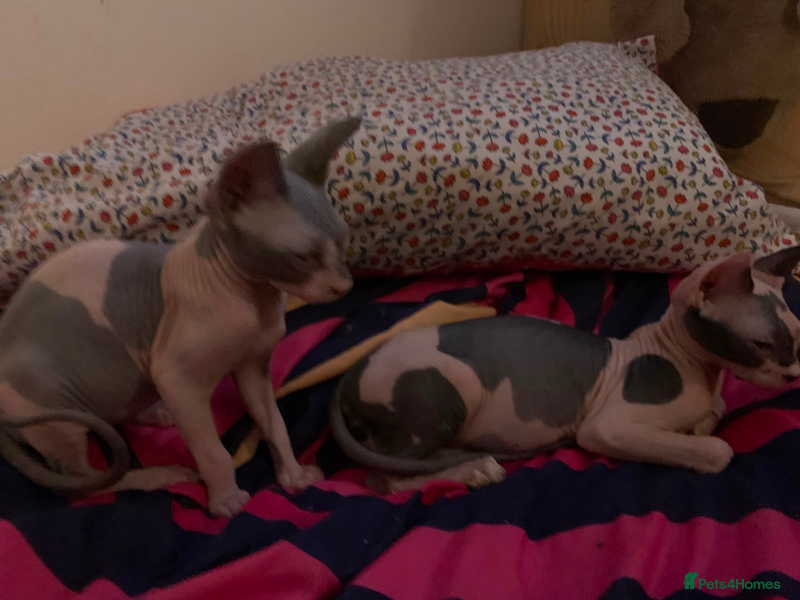 Sphynx cats Sphynx kittens one male and one female  - Advert 13
