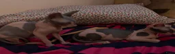 Sphynx cats for sale: Sphynx kittens one male and one female  - Advert 2