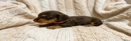 Miniature Dachshund dogs for sale: Miniature Longhaired Dachshund - Advert 13