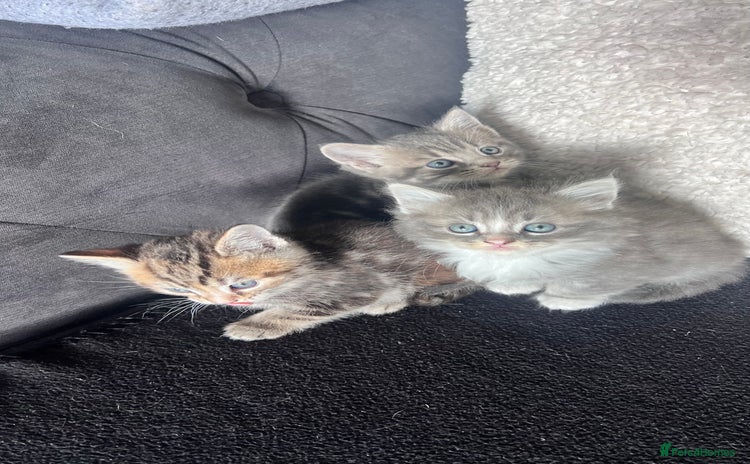 Domestic Shorthair cats - Advert 11