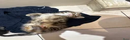 Mixed Breed cats for sale: Mix maincoon kittens - Advert 13