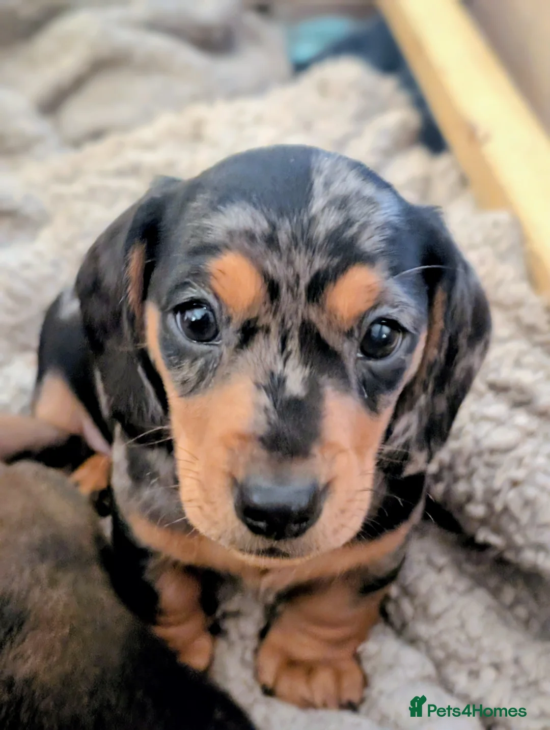 Miniature Dachshund dogs for sale: Beautiful pups  - Advert 6