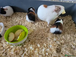 Guinea Pig rodents Mixture of baby and adult female guinea pigs - Advert 18