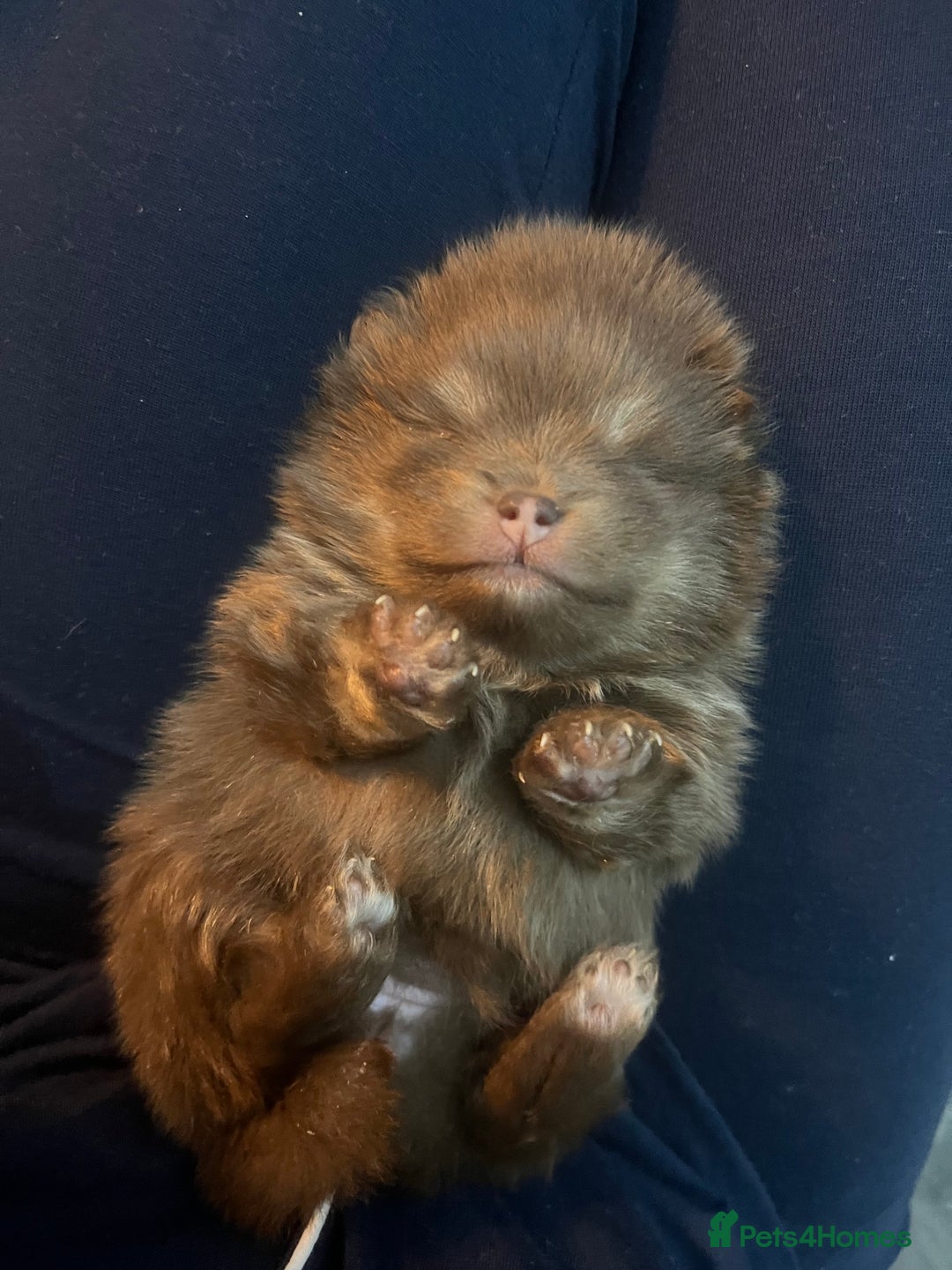 Pomeranian dogs for sale:  **  puppies ♥️ - Advert 6