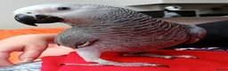 Parrots birds for sale: Male African grey parrot  - Advert 3