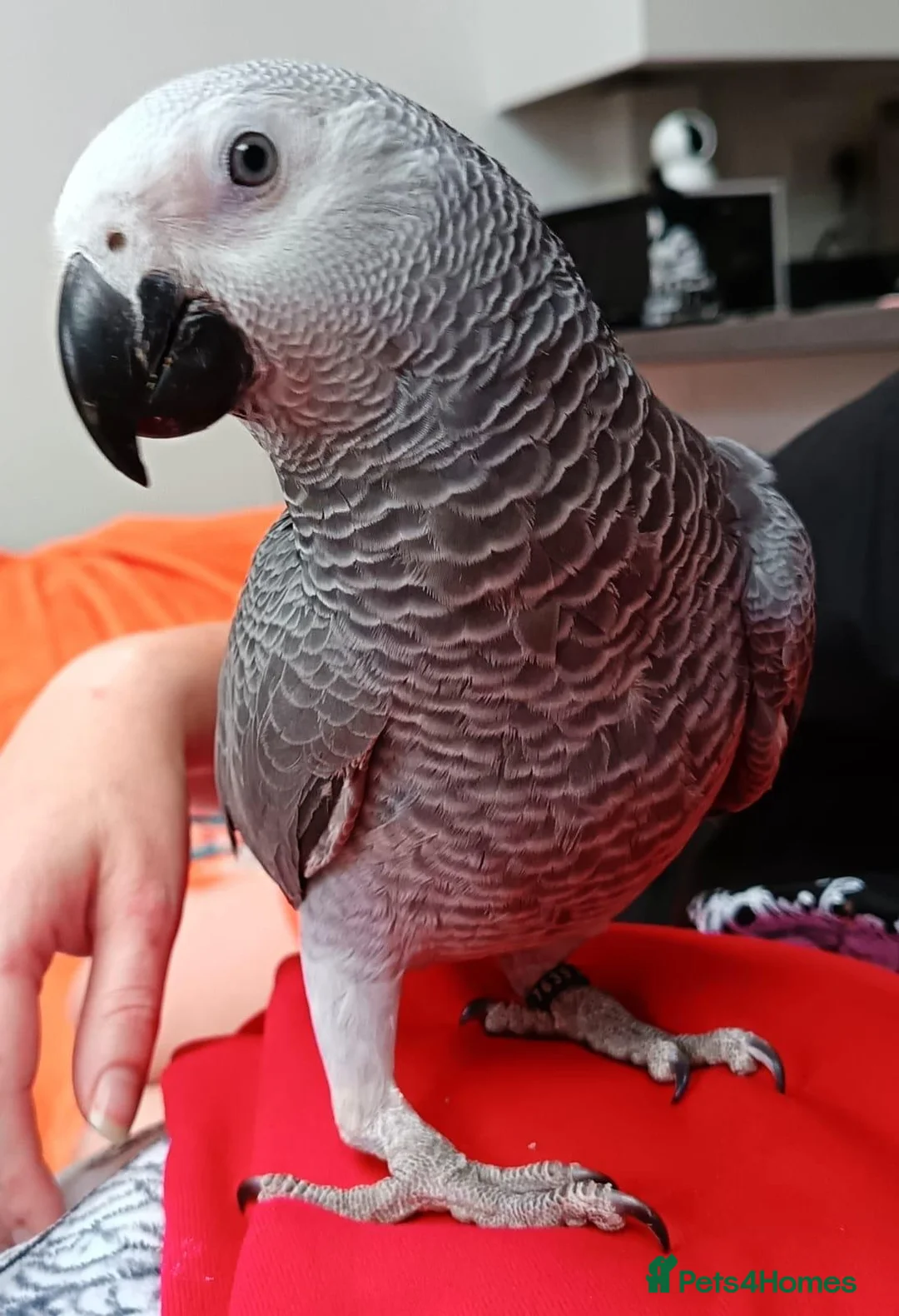 Parrots birds for sale: Male African grey parrot  - Advert 3