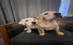 Labrador Retriever dogs for sale: Labrador Retriever puppies - Image 19