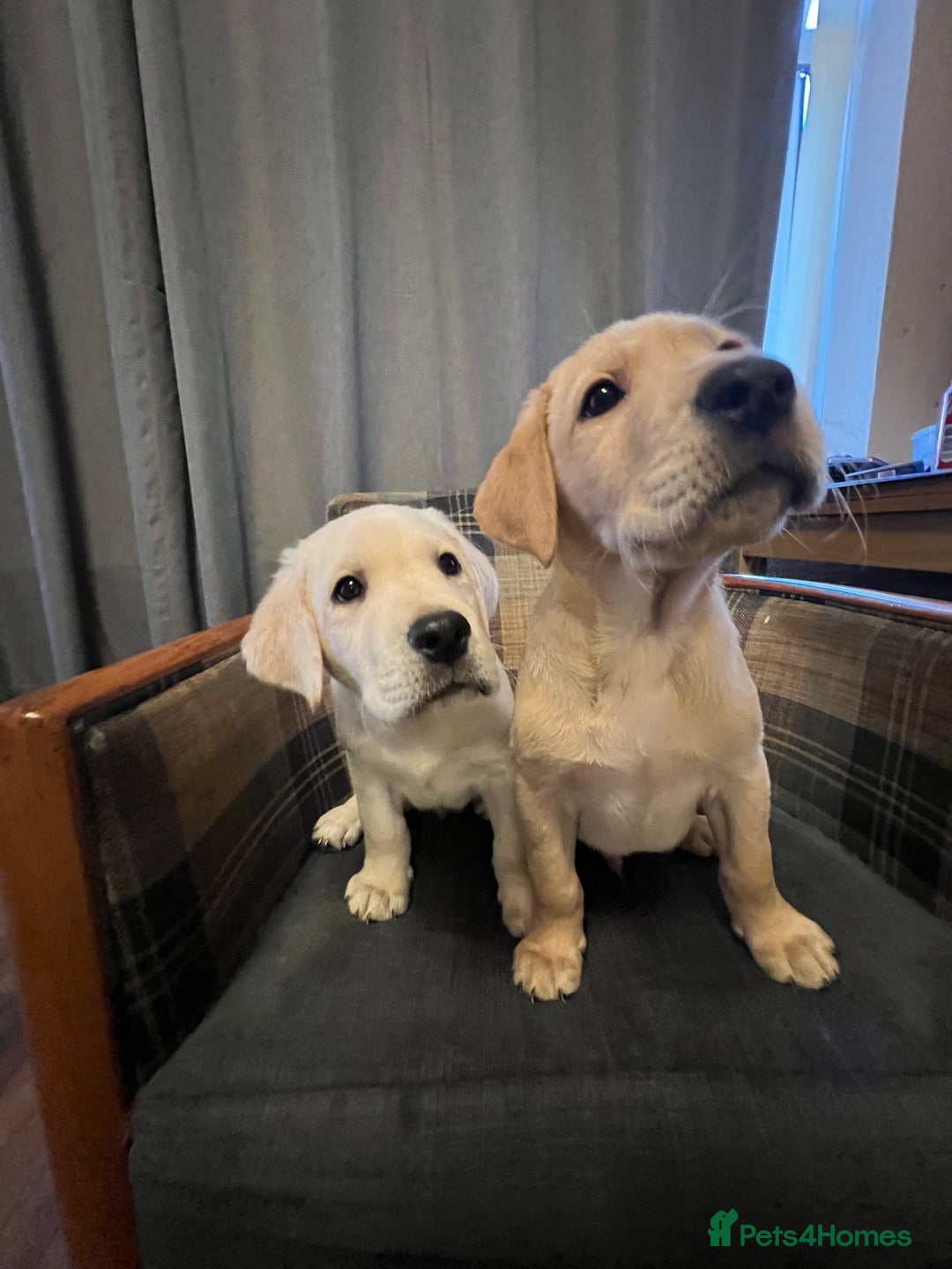 Labrador Retriever dogs for sale: Labrador Retriever puppies - Image 19