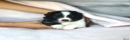 Border Collie dogs for sale: KC registered sport puppies - Advert 3