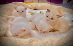 Ragdoll cats for sale: Beautiful Ragdol - Image 10