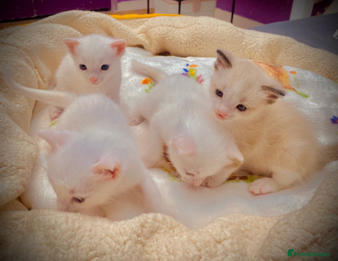 Ragdoll cats for sale: Beautiful Ragdol - Image 10