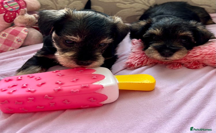 Miniature Schnauzer dogs - Advert 4